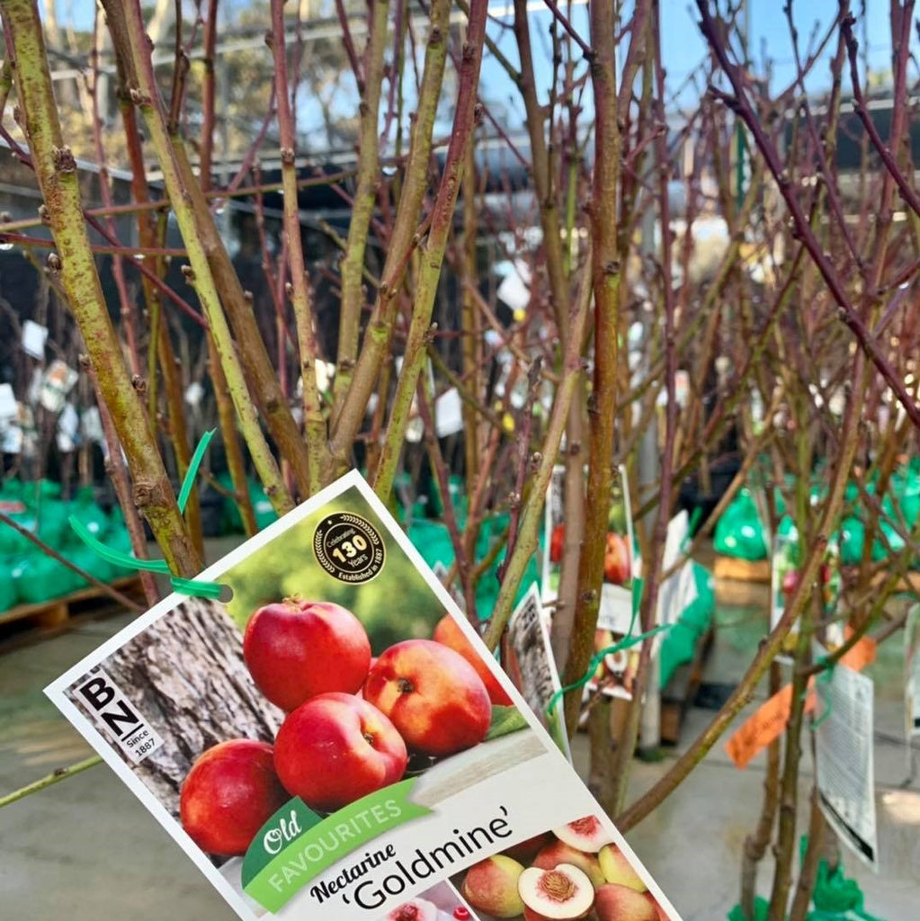New season fruit trees in store now!