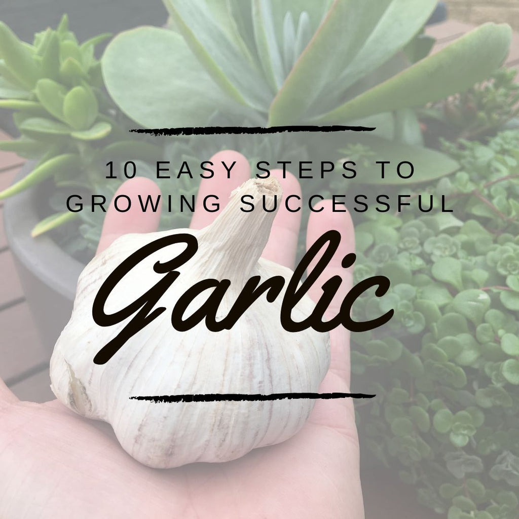 10 simple steps to grow great garlic!