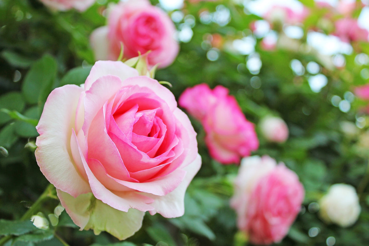 Order roses now! – Morgan Park Garden Centre