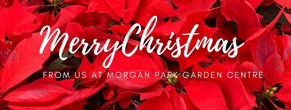 Christmas at Morgan Park & Summer Gardening