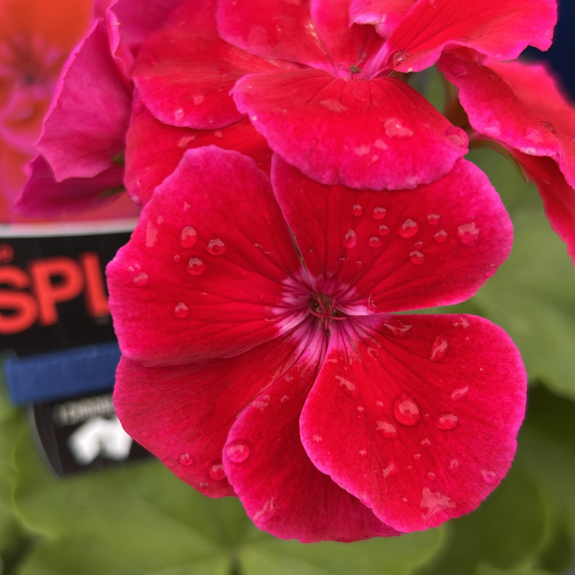 Geranium Mega Splash GERANIUM BIG SPLASH 150MM – Morgan Park Garden Centre