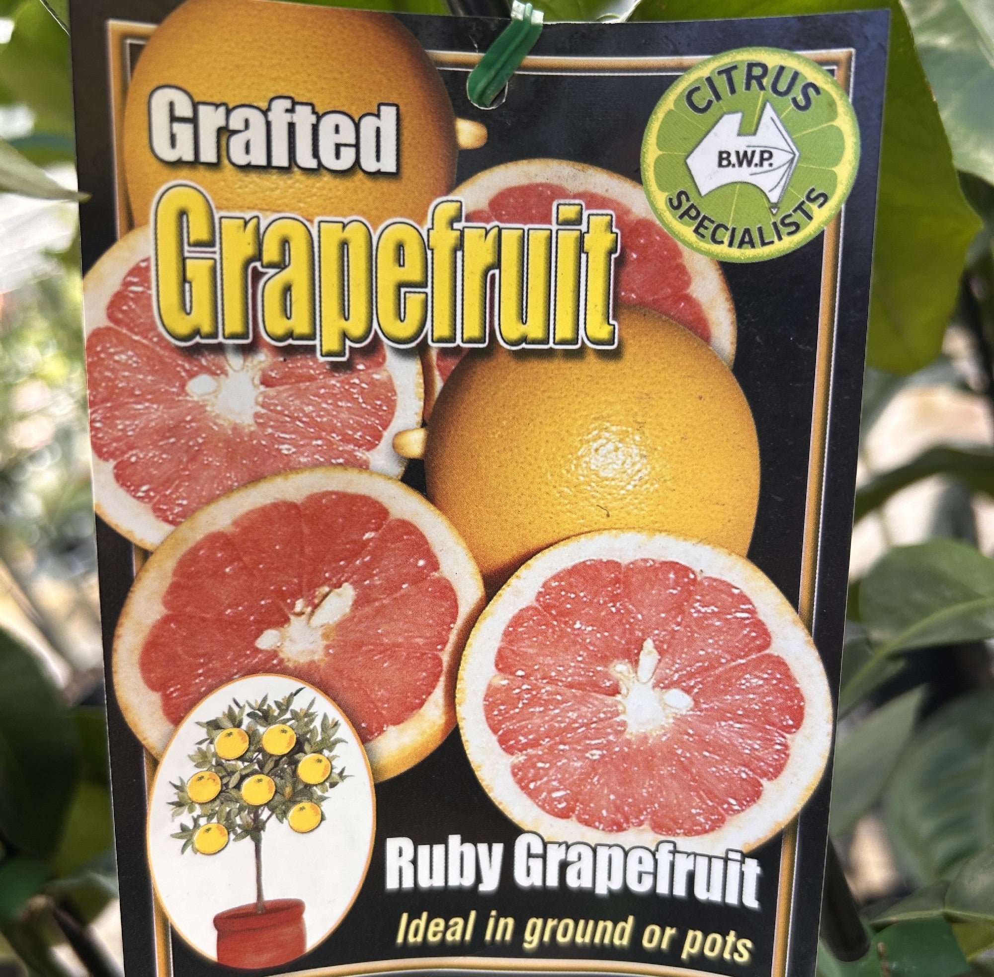Ruby Grapefruit Rots GRAPEFRUIT RUBY RED 200MM – Morgan Park Garden Centre
