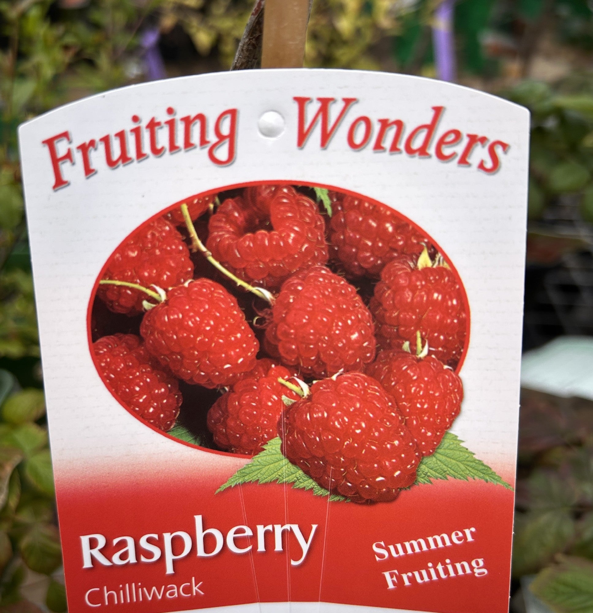Chilcotin Raspberry Height RASPBERRY CHILCOTIN 17CM β Morgan Park Garden Centre