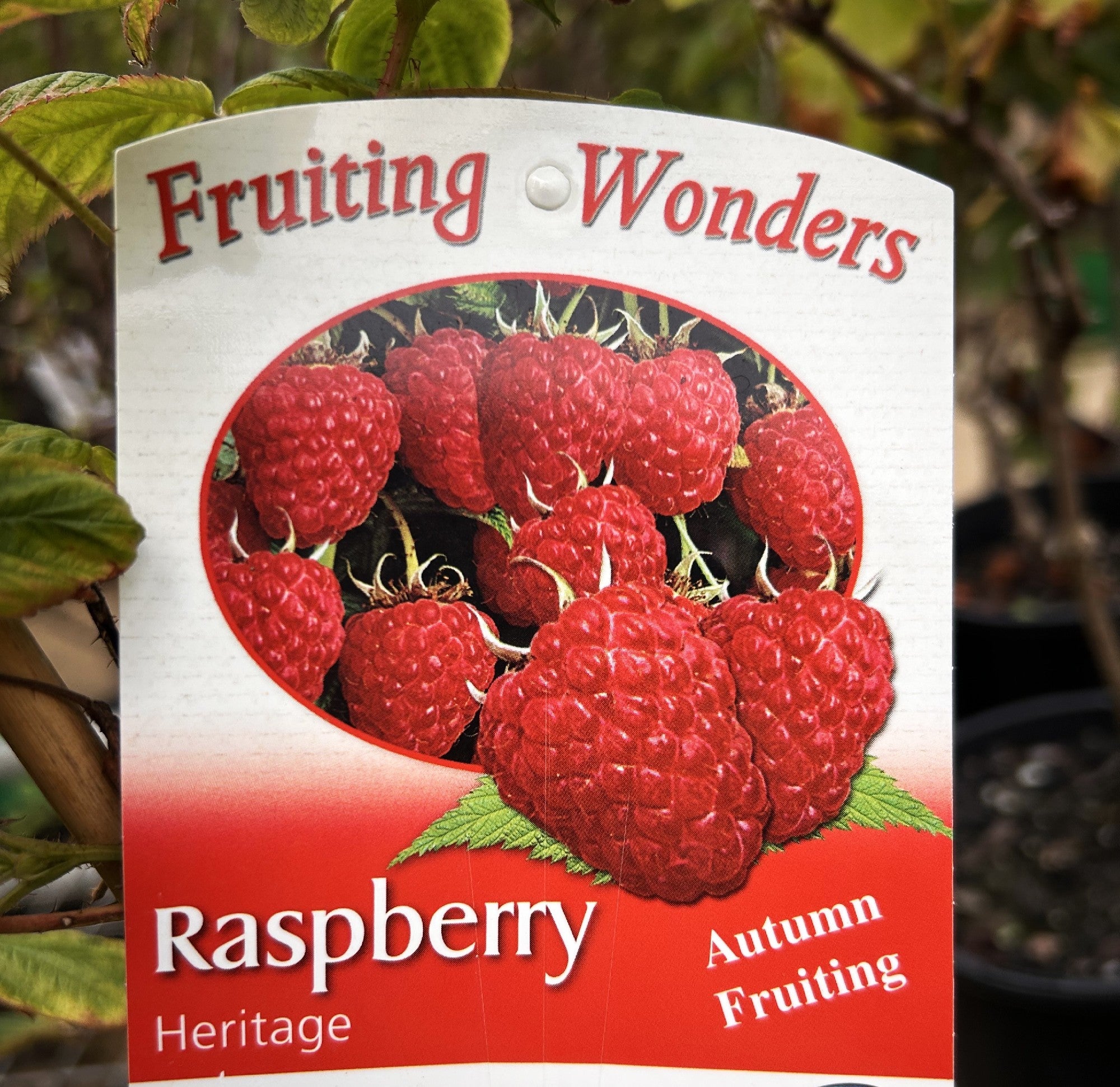 Herritage Raspbery RASPBERRY HERITAGE 17CM – Morgan Park Garden Centre