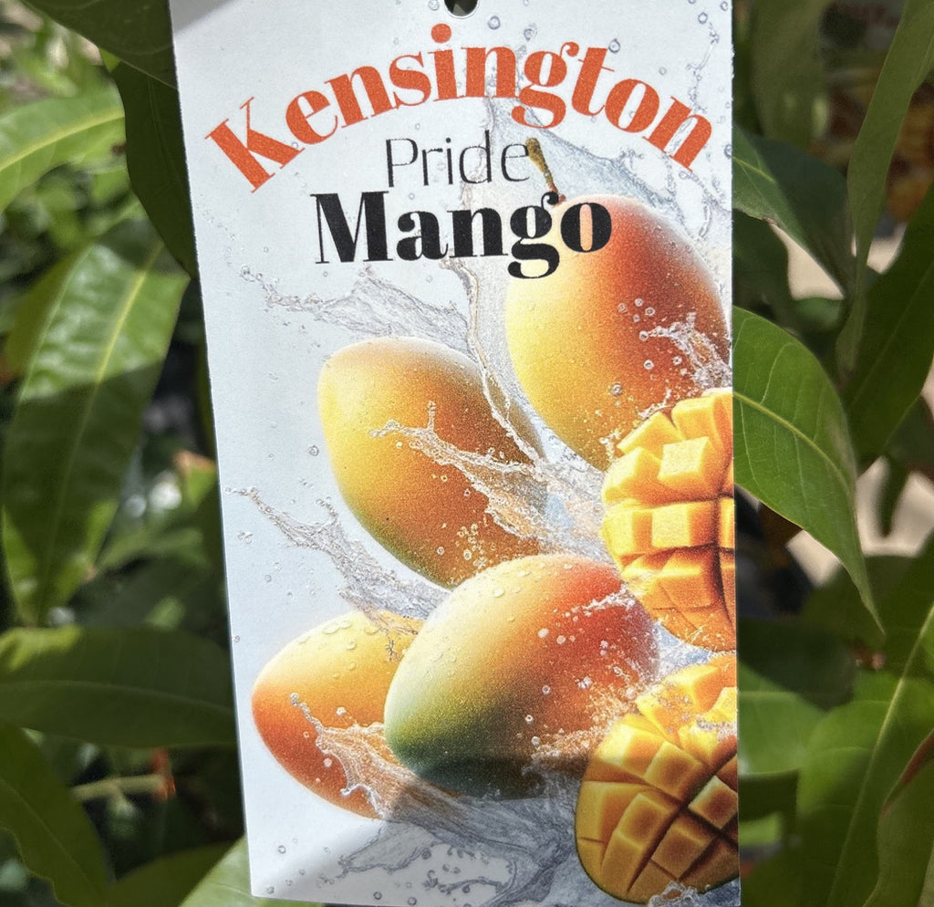 MANGO KENSINGTON PRIDE 200MM – Morgan Park Garden Centre