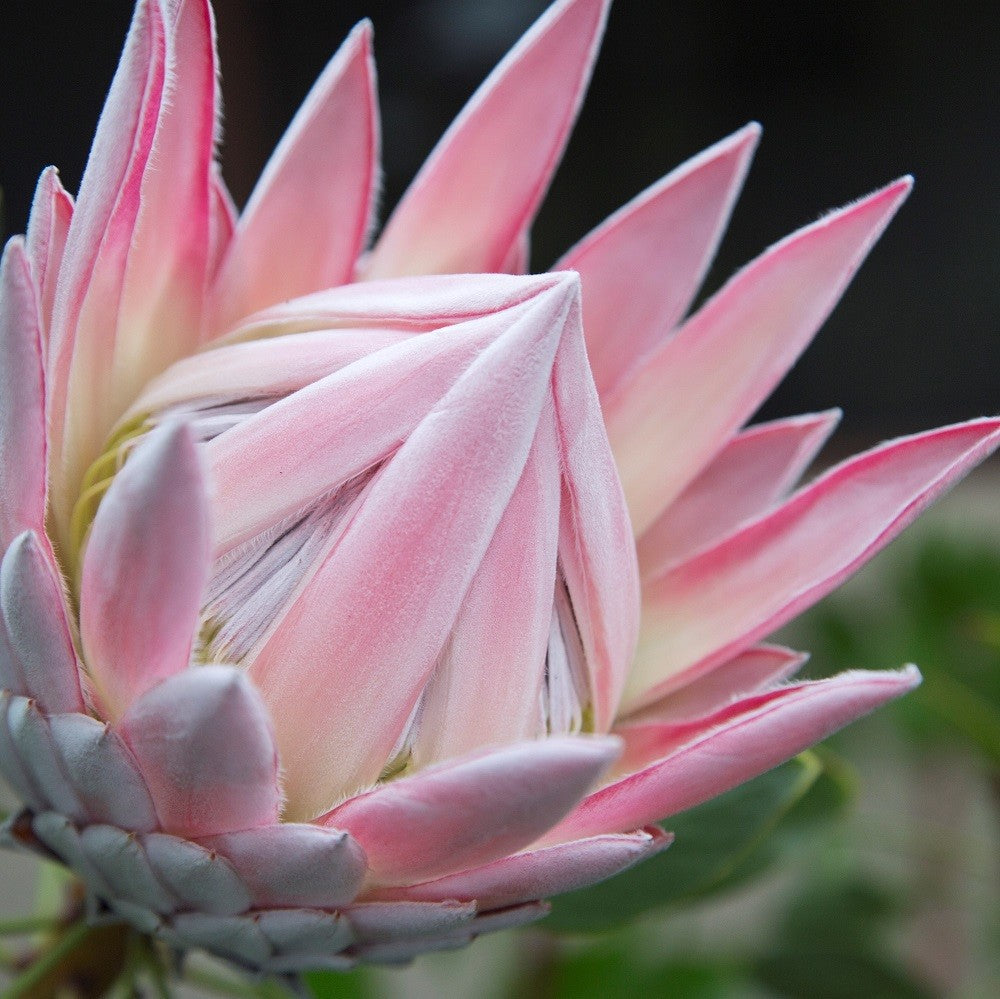 PROTEA VENUS 100MM