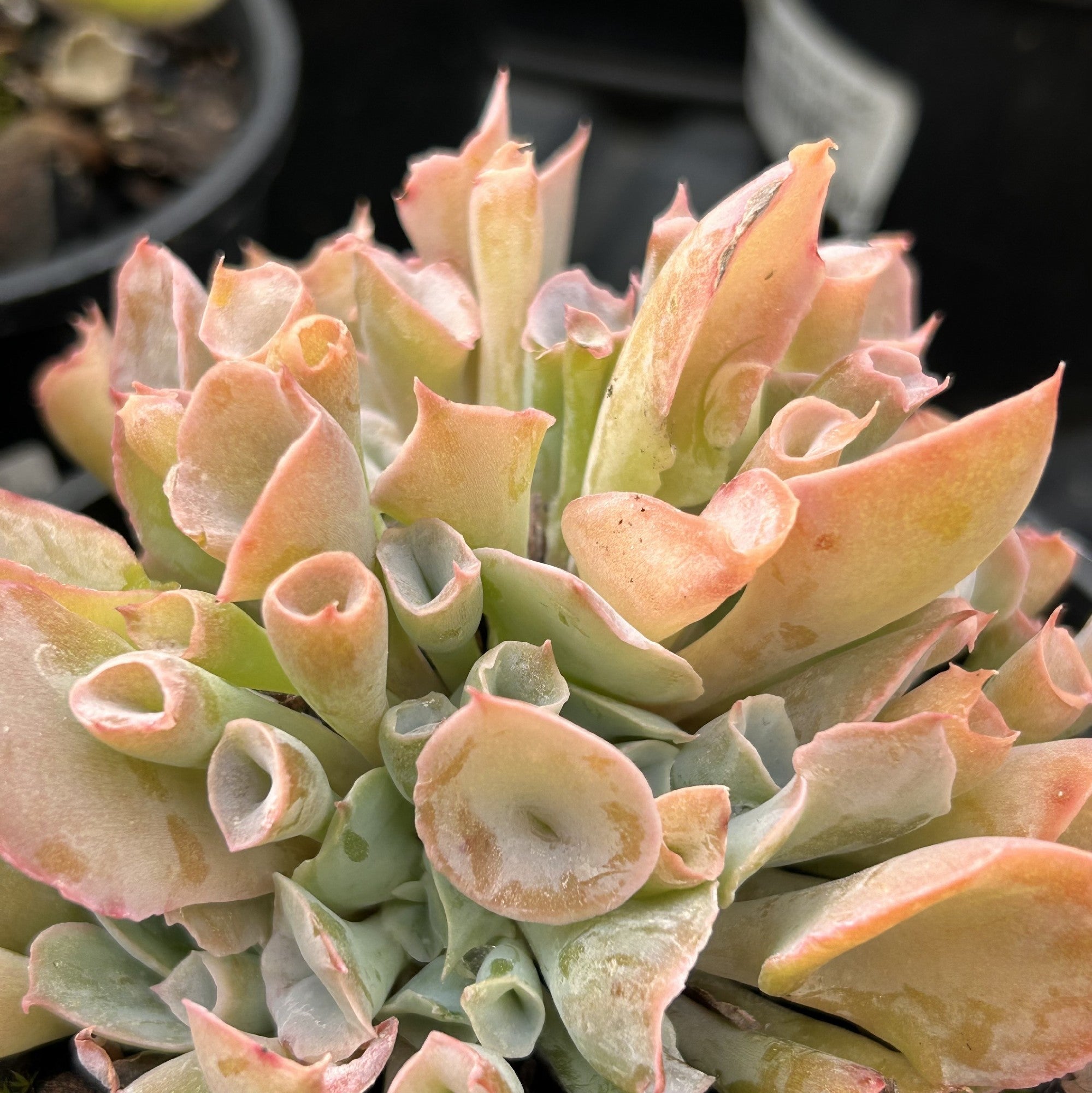 trumpet pinky succulent ECHEVERIA TRUMPET PINKY 125MM – Morgan Park Garden Centre