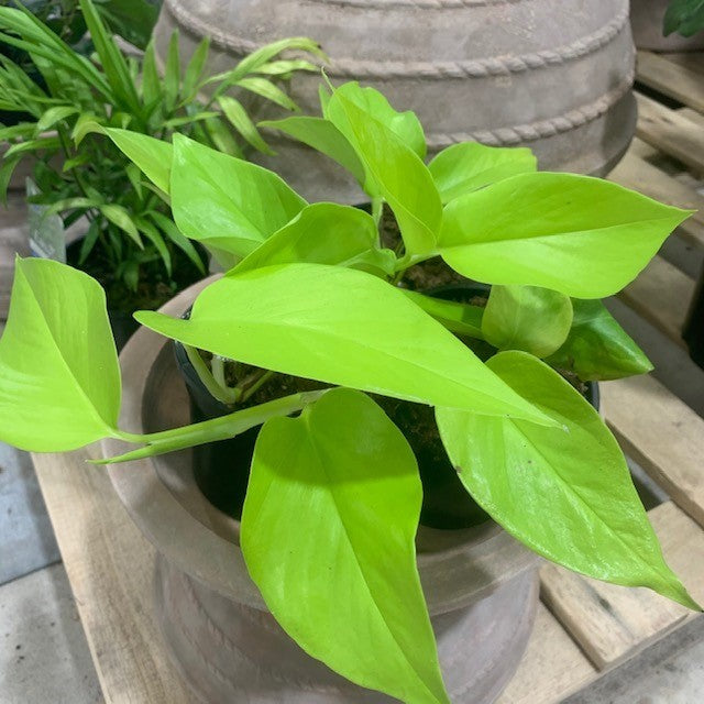 pothos goldilocks EPIPREMNUM GOLDILOCKS 130MM – Morgan Park Garden Centre