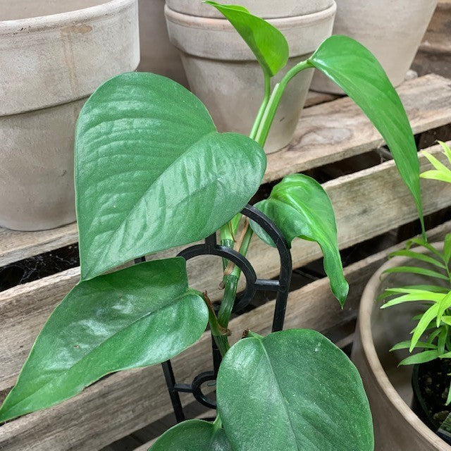 pothos green dragon EPIPREMNUM JADE GREEN DRAGON 130MM
