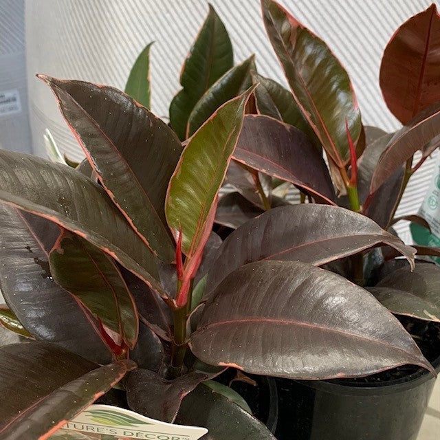 FICUS RUBY 140MM – Morgan Park Garden Centre
