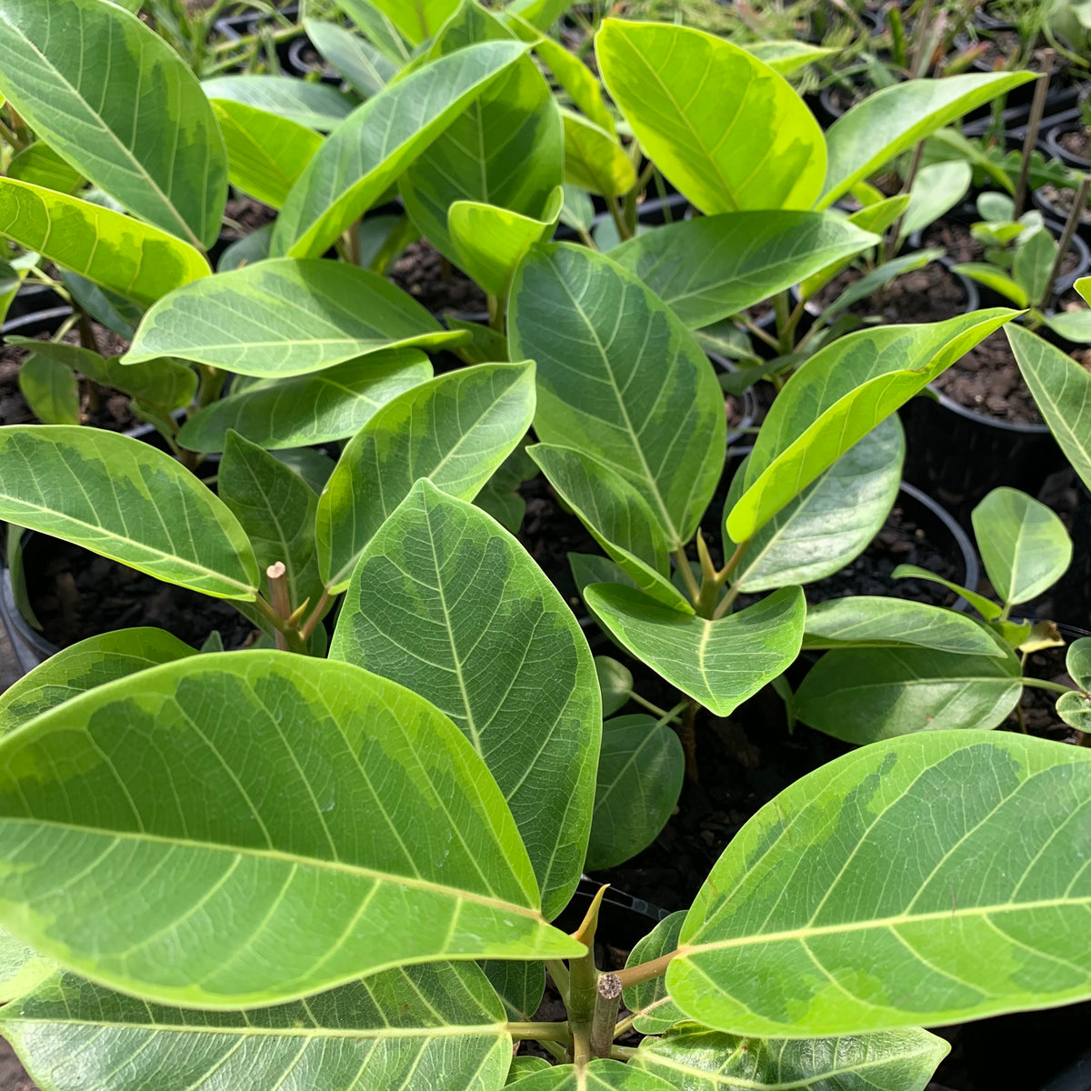 FICUS YELLOW GEM 140MM – Morgan Park Garden Centre